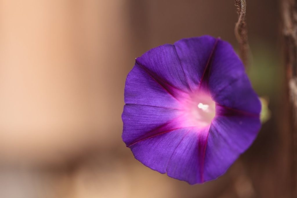 Purple Morning Glory (Ipomoea Purpurea)