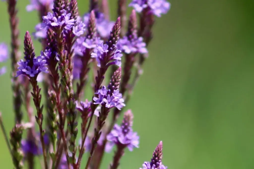 Purple Verbena (Verbena Officianlis) 