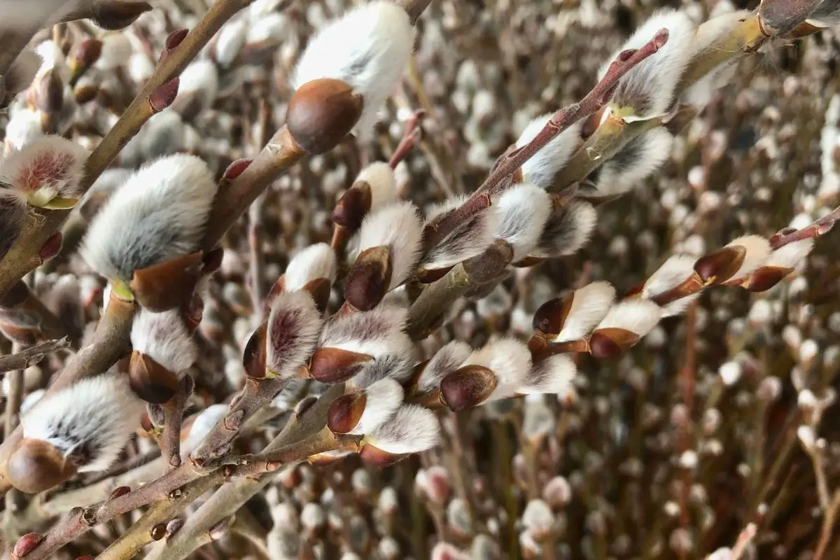 Pussy Willow (Salix Discolor)