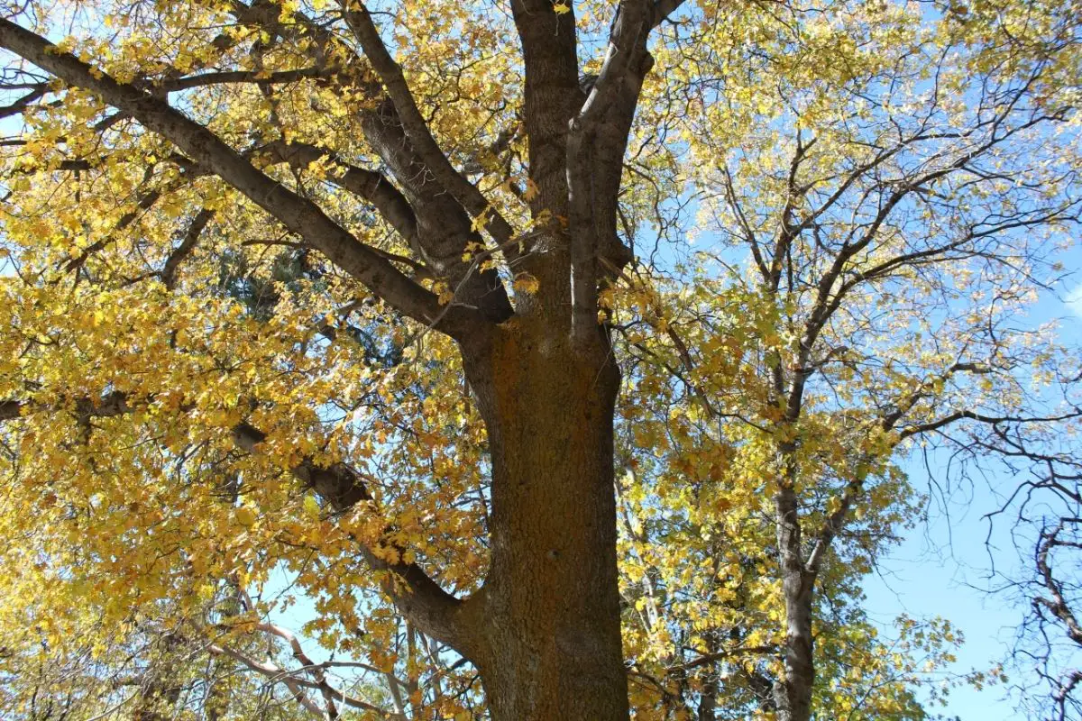 Quercus Kelloggii, California Black Oak