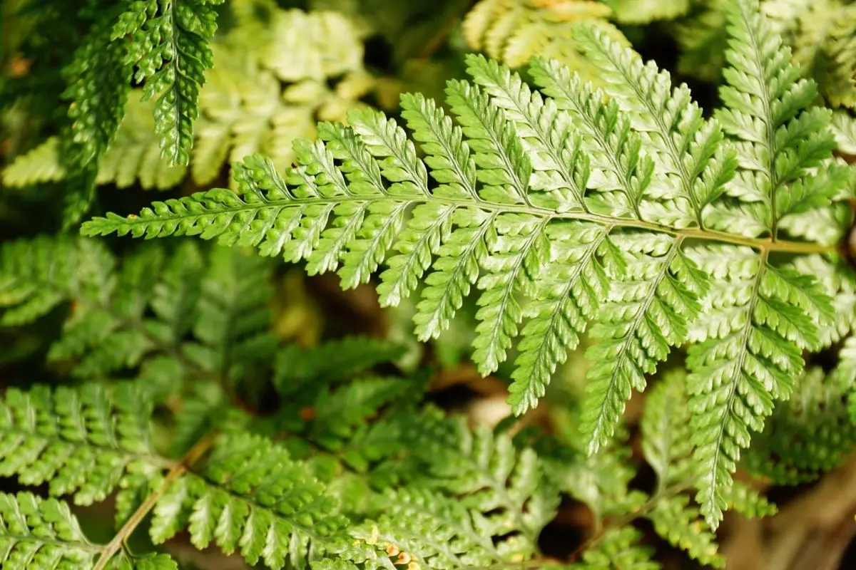 Rabbits Foot Fern Plants That Start With R