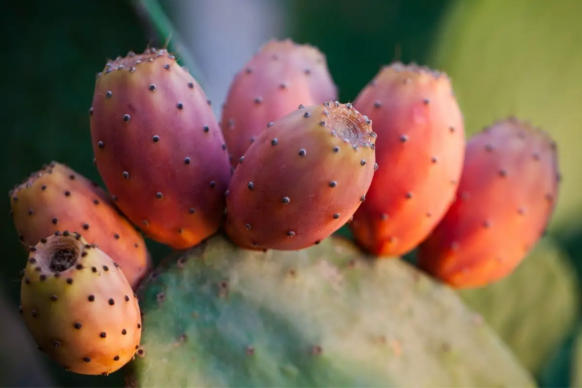 Red Cactus Pear