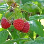 11 Tasty Raspberry Plants (With Pictures And Bonus Berries)