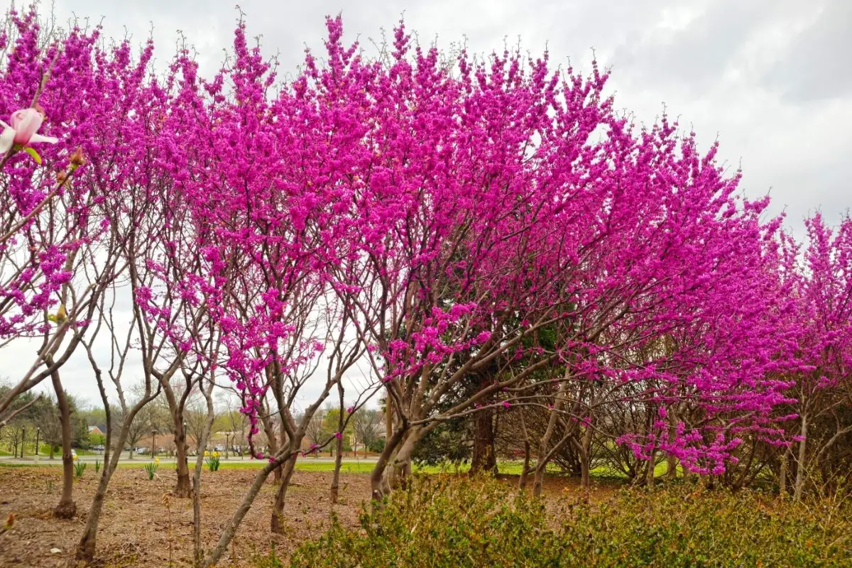 Redbud Trees That Start With R