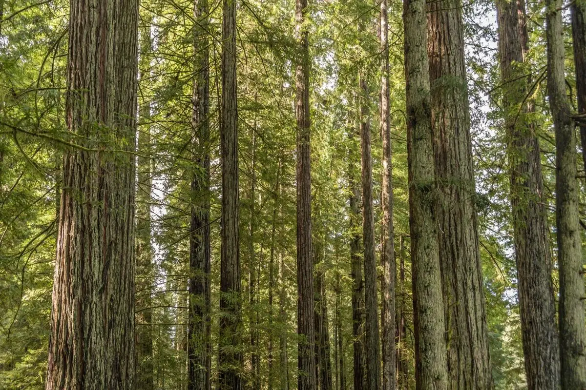 Redwood Trees That Start With R