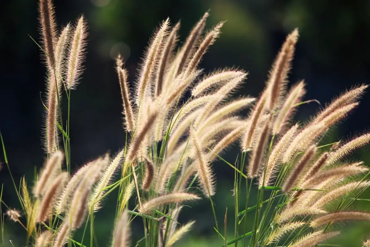 Reed Grass Plants That Start With R