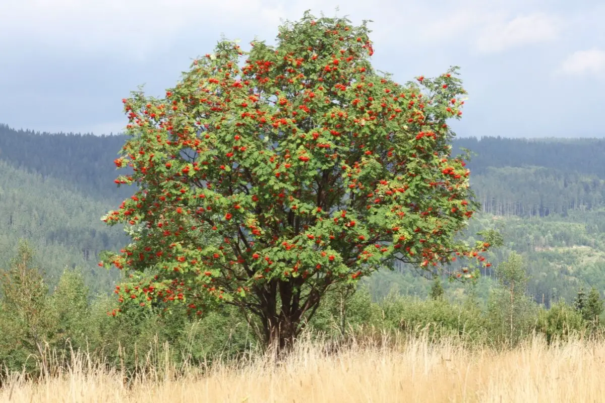 Rowan Tree (Sorbus Genus)
