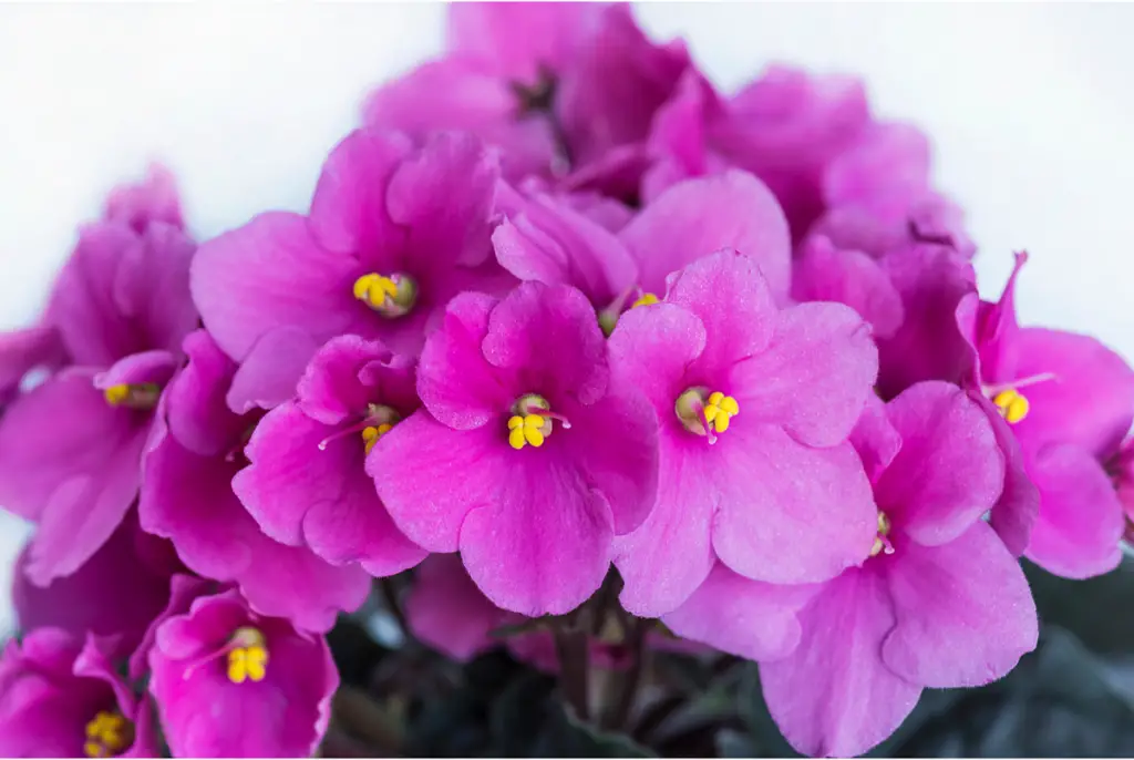 Ruffled Romance African Violet s