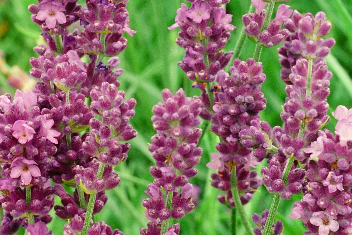 english lavender plants