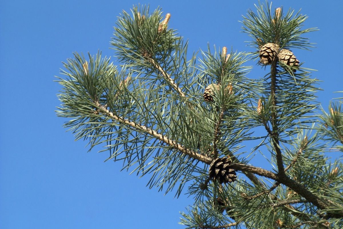 Scotch Pine 