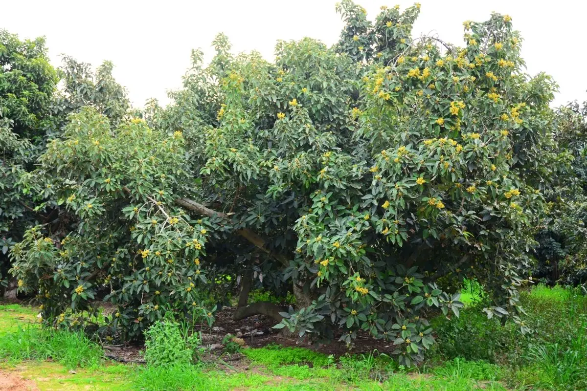 Semi-Dwarf Avocado Tree