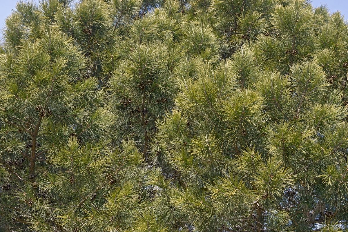 Shortleaf Pine tree