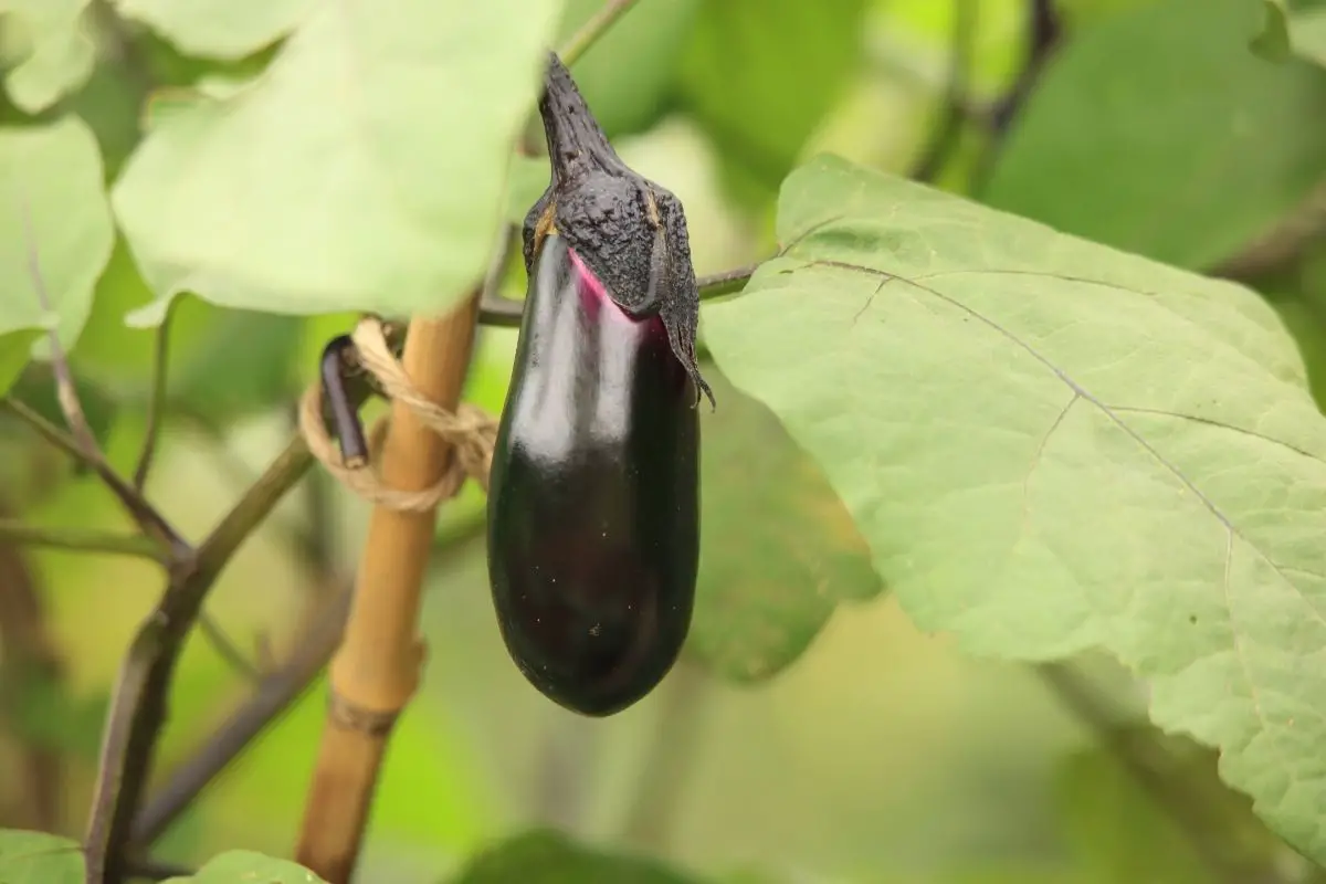 Small Size Eggplants