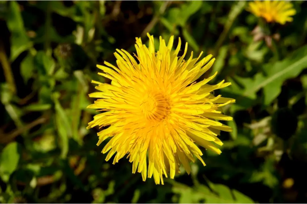 Sow Thistle 