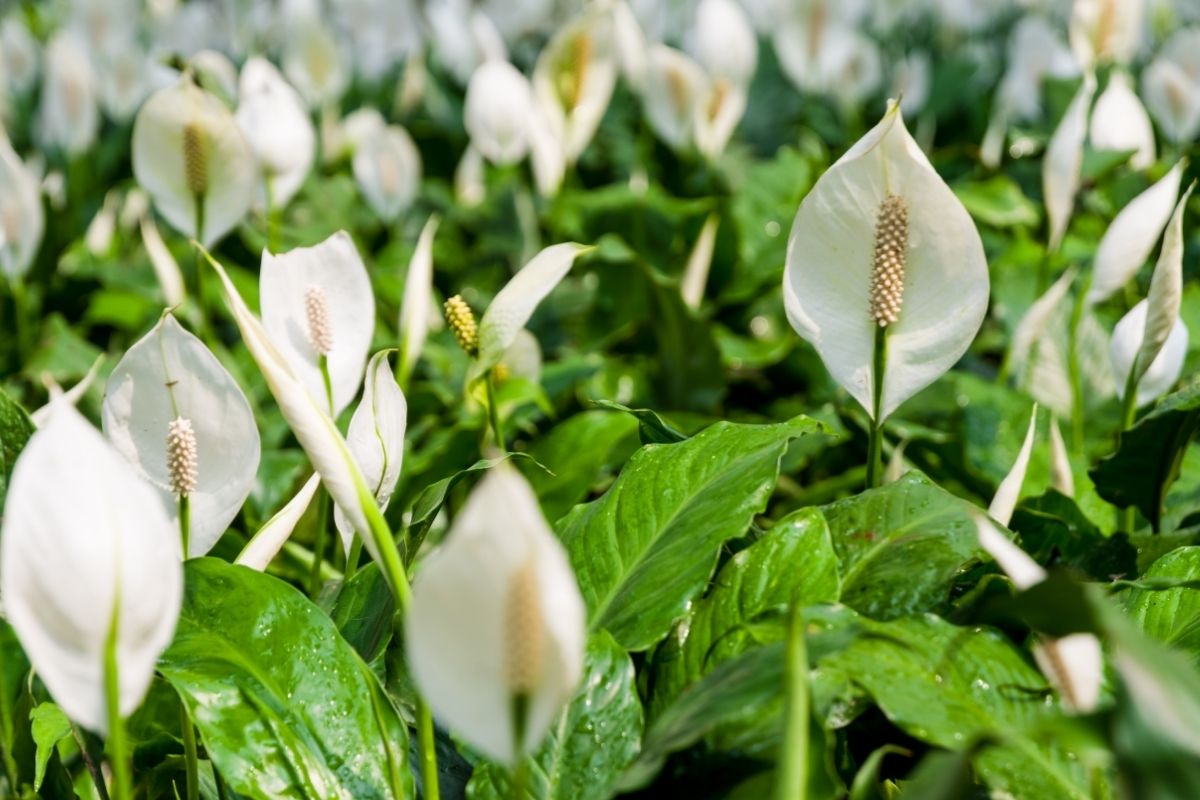 Spathiphyllum (Moonflower, Peace Lily) 