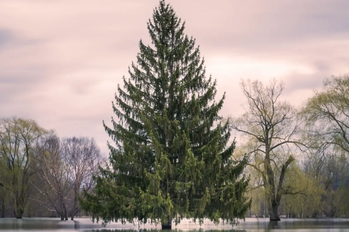 Spruce Tree (Picea Genus) 