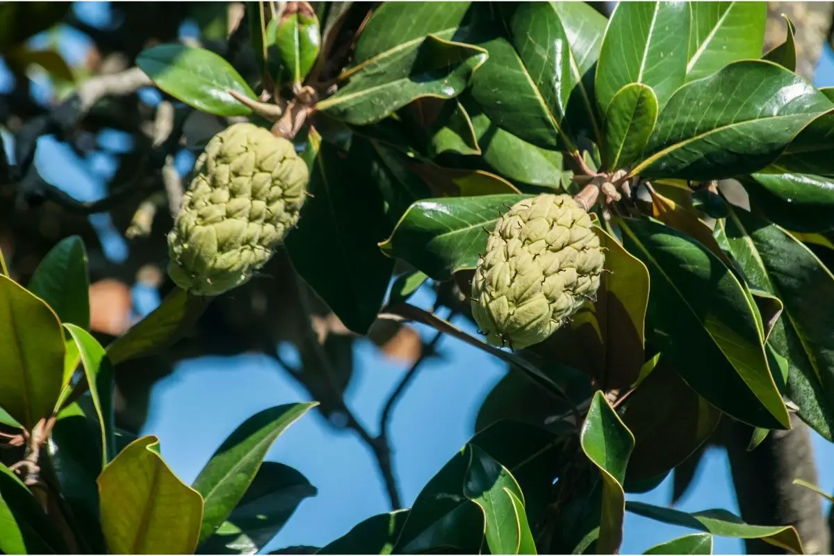 Standard Magnolia Fruit