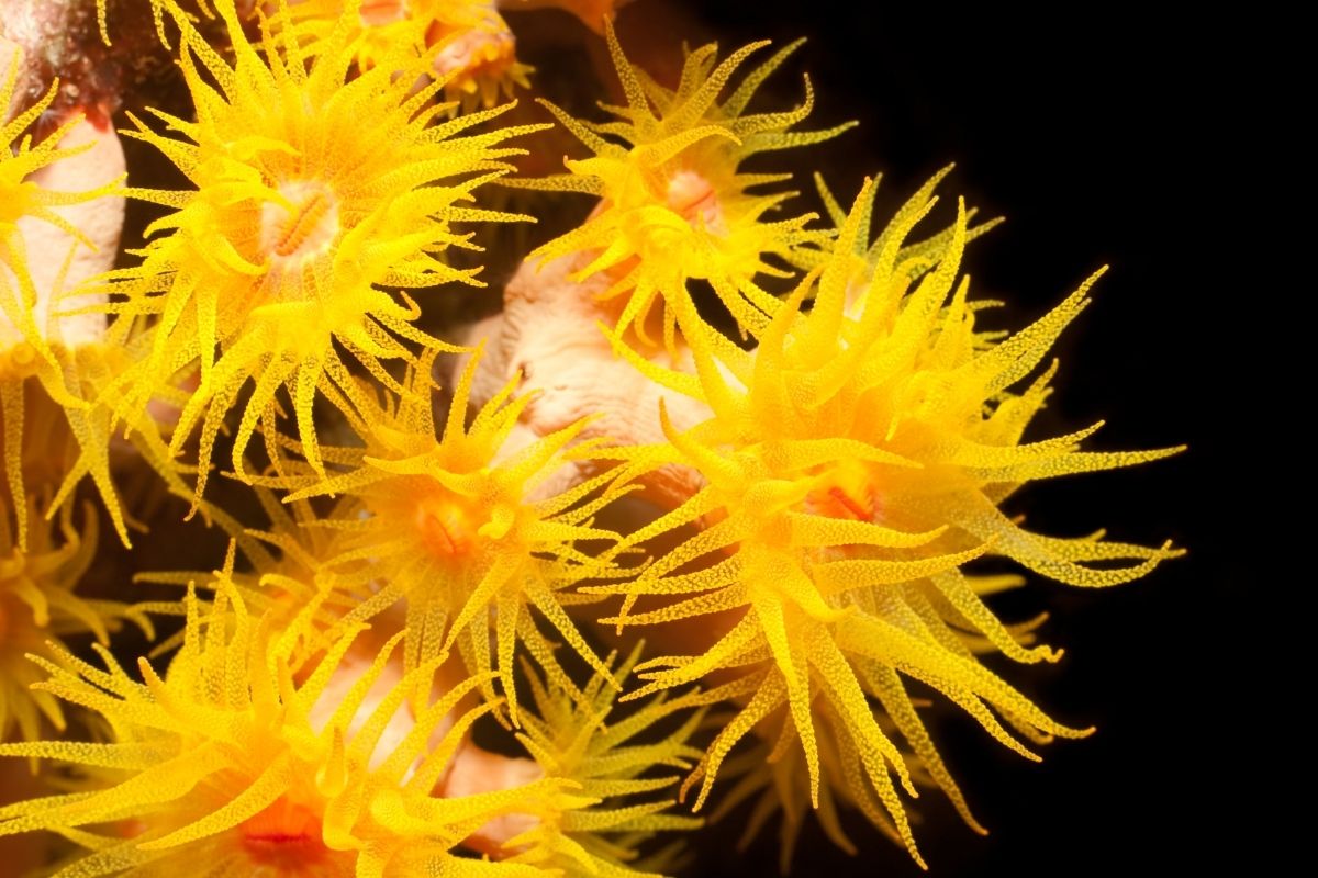 Sun Coral (Tubastraea)