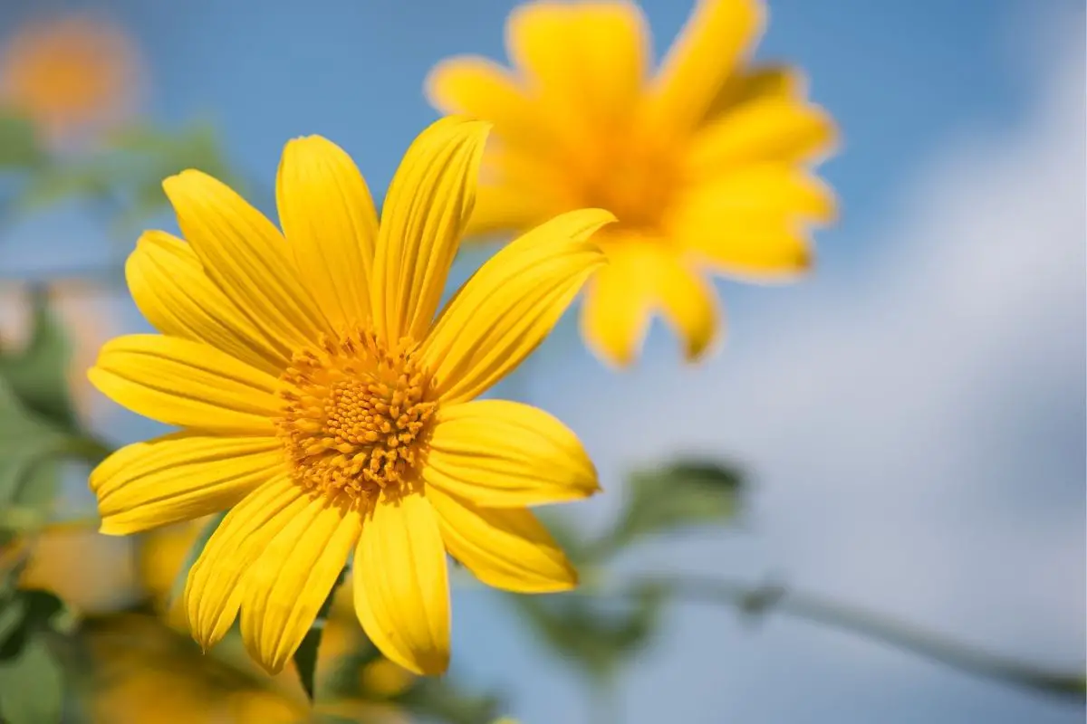 Sunflower Marigolds