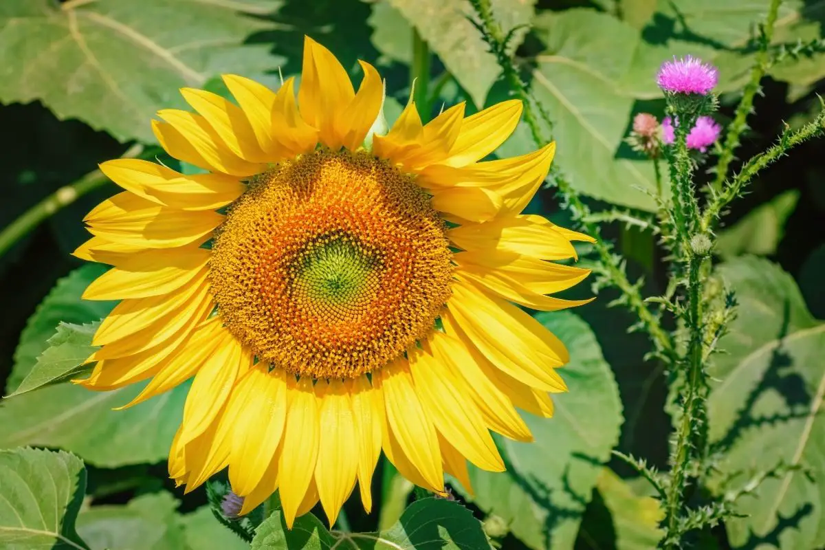 Sunflower Thistle