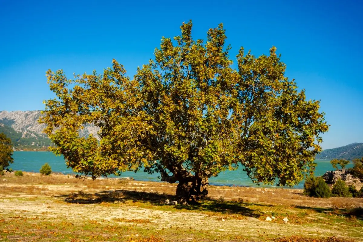 Sycamore Tree (Acer Genus)
