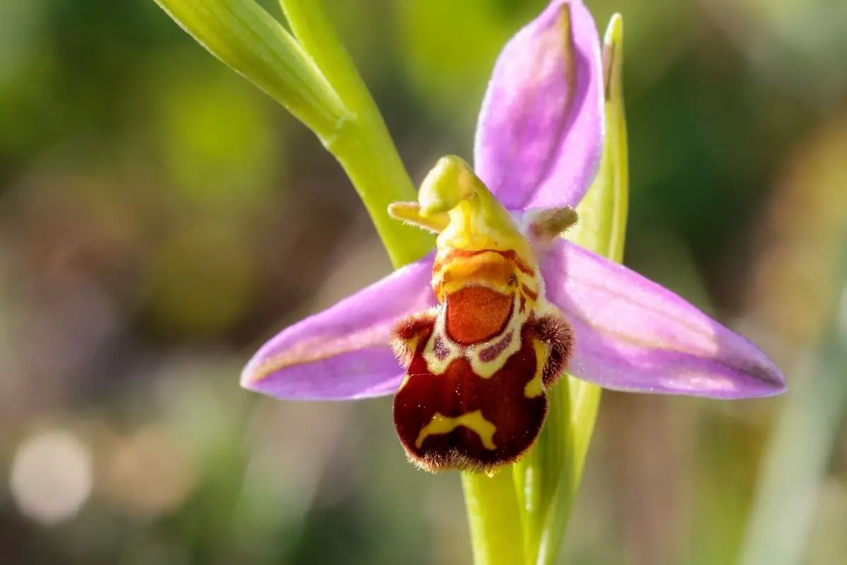 The Bee Orchid (Ophrys Apifera) 