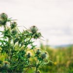 22 Different Types Of Thistle Plants (Including Photos)