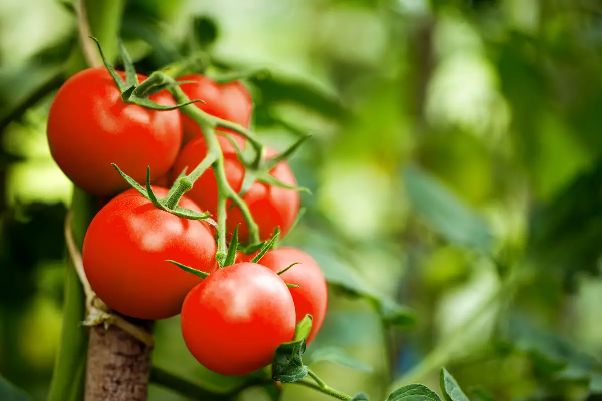 Tomato Fruits that start with T