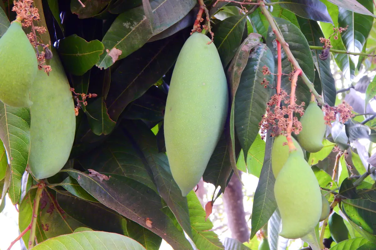 Totapuri Mango Tree