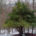 14 Interesting Trees That Start With A Y (Including Pictures)
