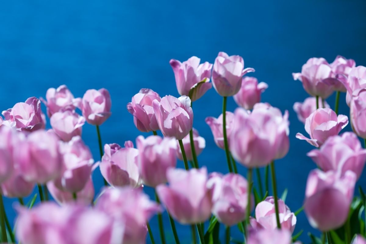 Tulip Lilacs