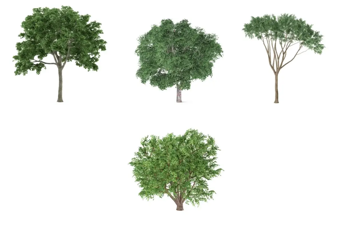 Ulmus Tree Varieties