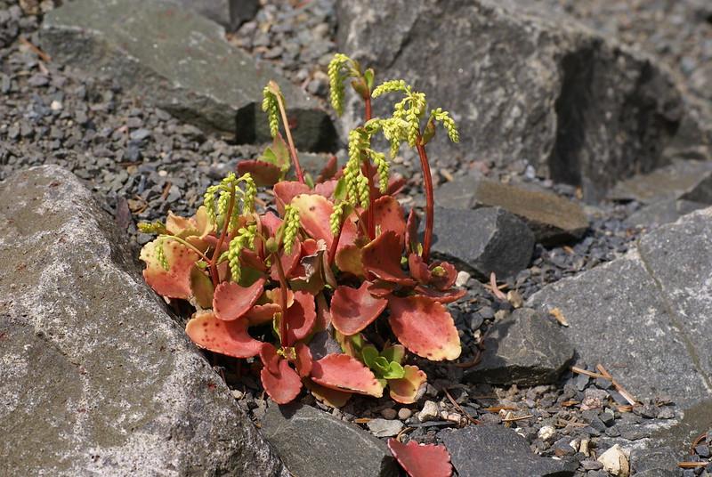 Umbilicus oppositifolius red succulents