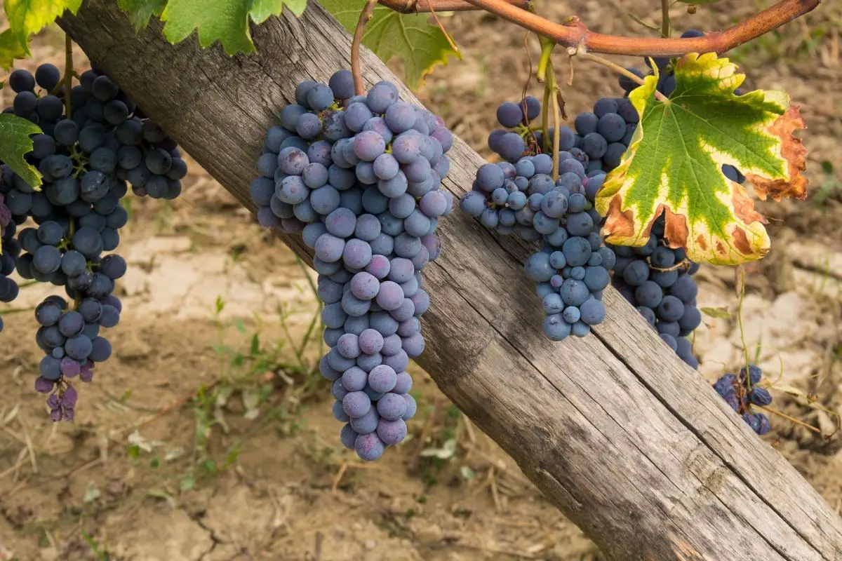 Uva Tosca Grape