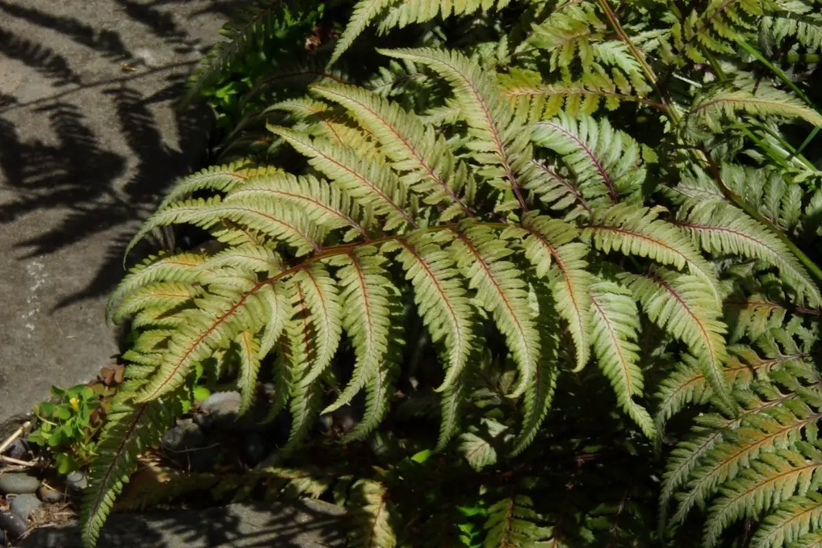 Variegated Indian Holly Fern 