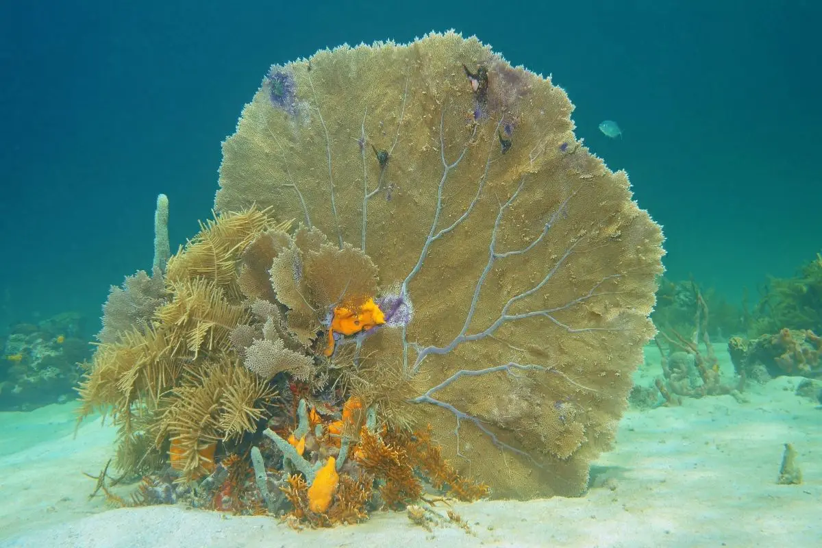 Venus Sea Fan Coral (Gorgonia Flabellum) 