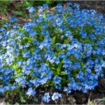 23 Different Types Of Veronica Plants (Including Photos)