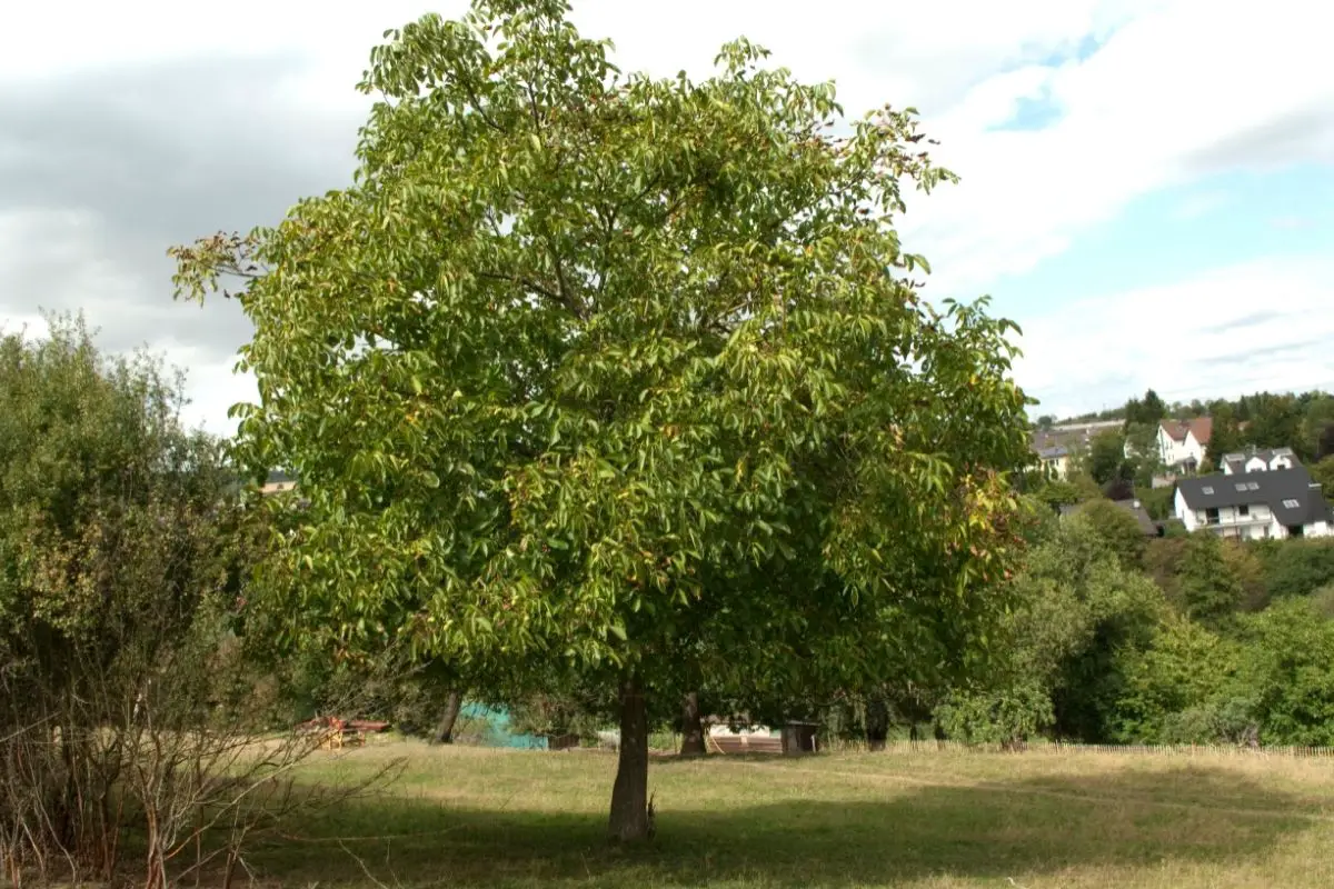 Walnut Tree (Juglans Genus) 