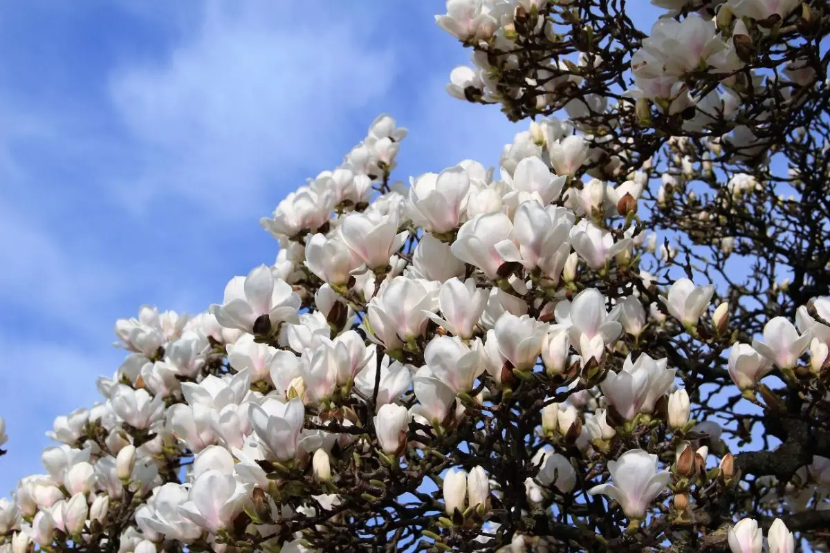 What Are Magnolia Trees 