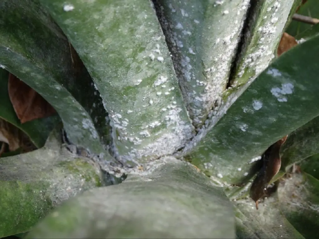 What are Mealybugs