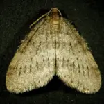 Winter Moths: How to Get Rid of These Houseplant Enemies?