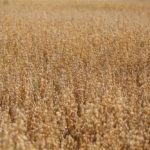 10 Different Types Of Wheat Plants (Including Photos)