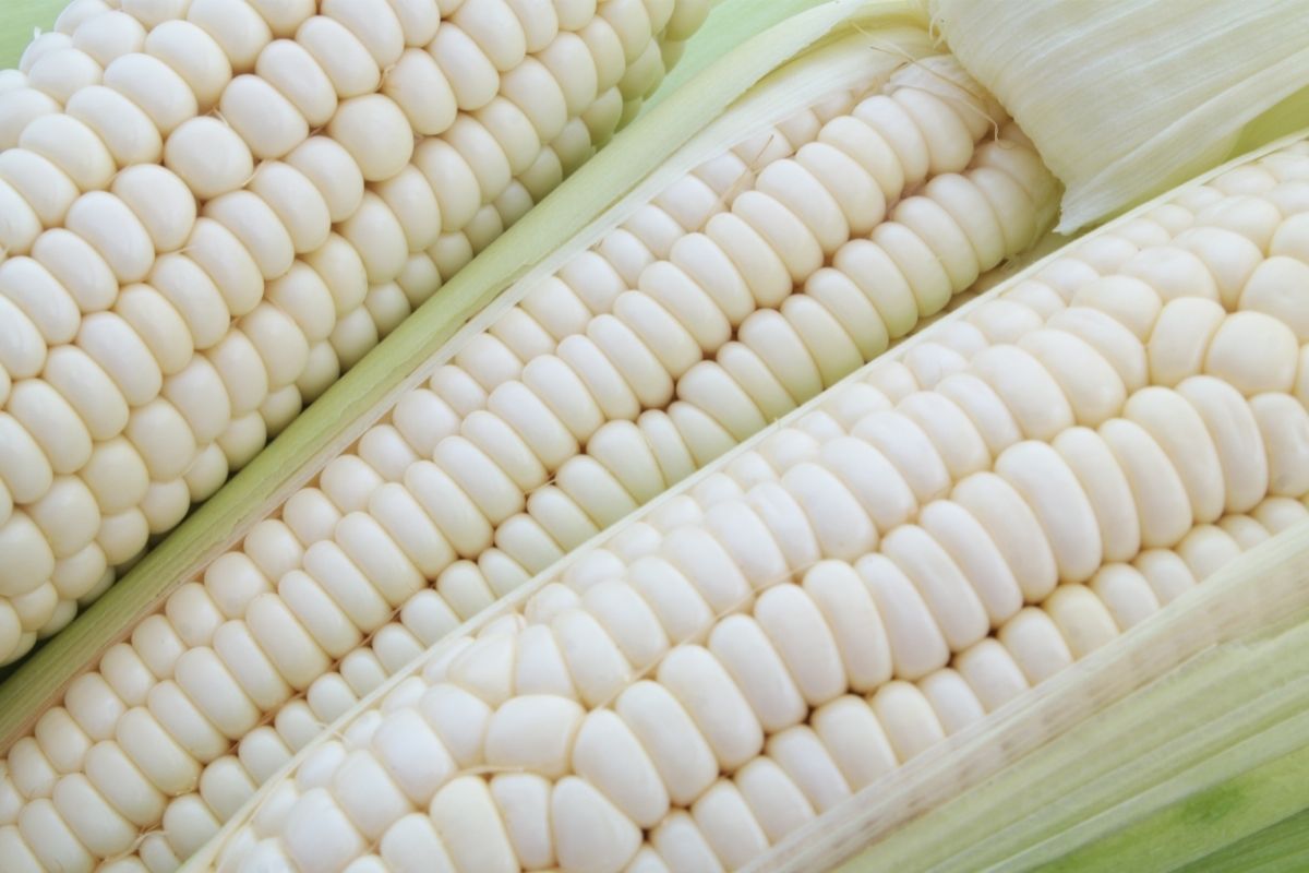 Whiteout Corn