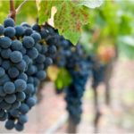 43 Delicious Wine Grapes (With Pictures)