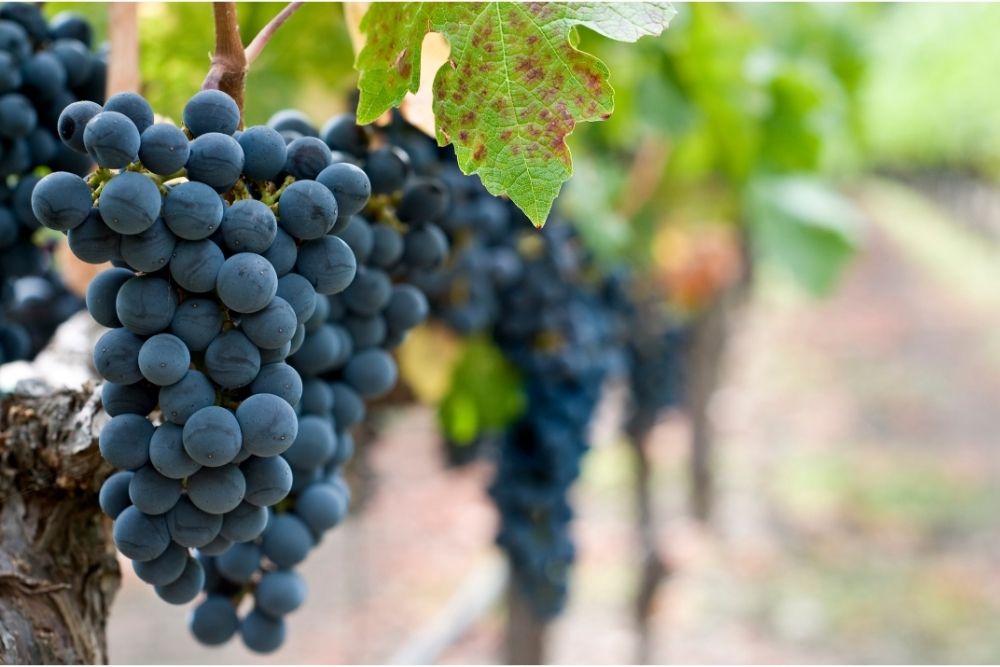 44 Delicious Wine Grapes (With Pictures)