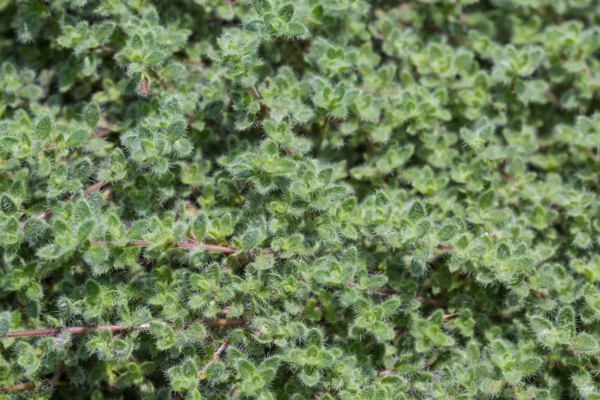 Wooly Thyme