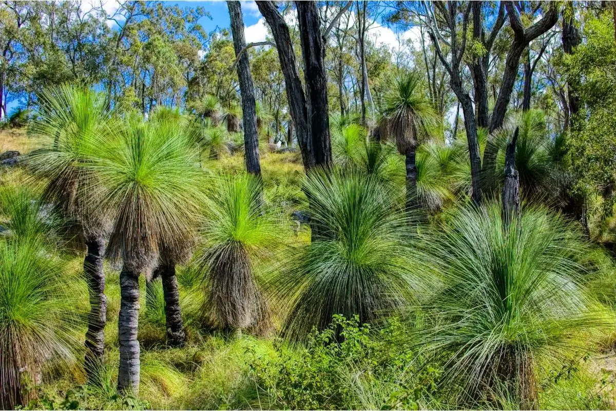 Xanthorrhoea - trees that start with X