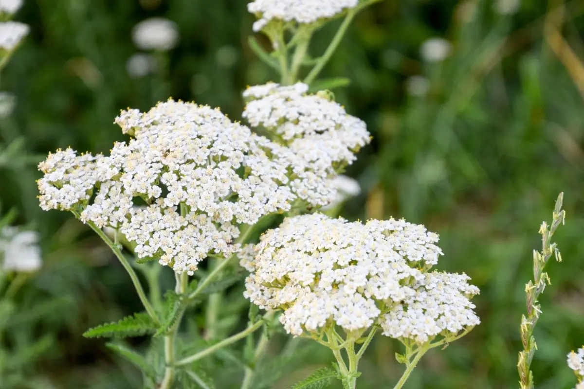 Yarrow plants that start with Y