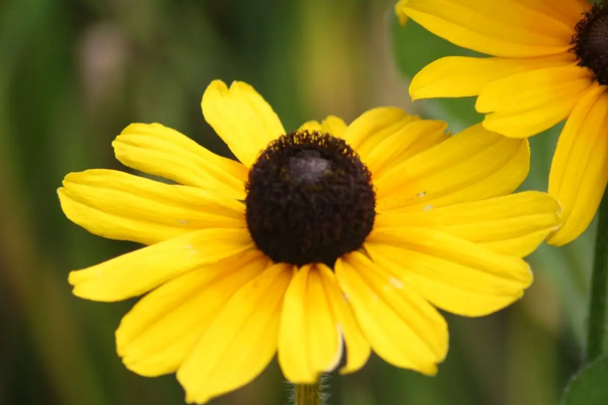 Yellow Coneflower plants that start with Y