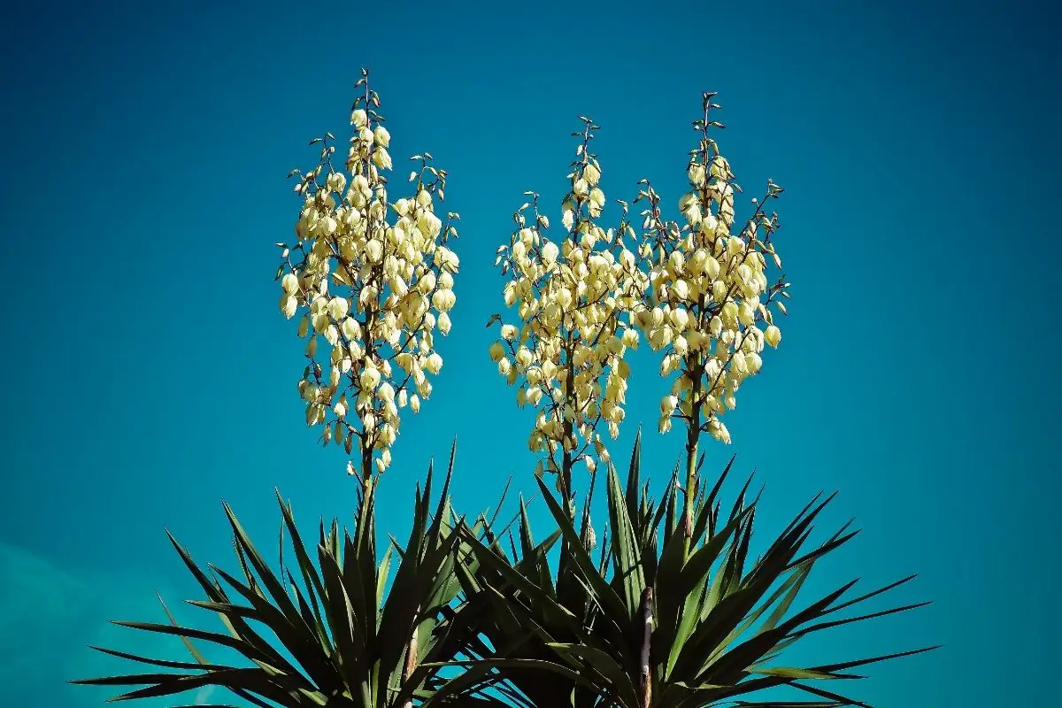 Yucca plants that start with Y